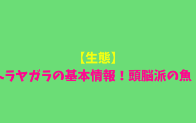 【生態】ヘラヤガラの基本情報！頭脳派の魚！