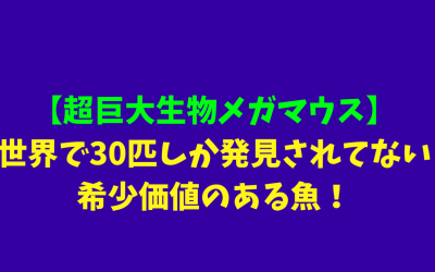 【超巨大生物メガマウス】世界で30匹しか発見されてない希少価値のある魚！