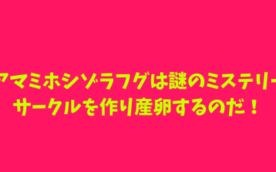 【毎時期】アマミホシゾラフグは謎のミステリーサークルを作り産卵するのだ！