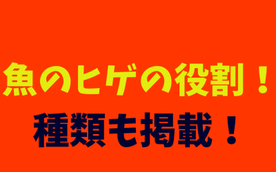 魚のヒゲの役割！種類も掲載！