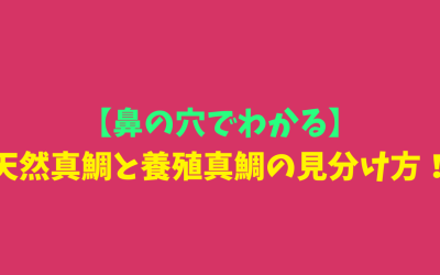 【鼻の穴でわかる】天然真鯛と養殖真鯛の見分け方！