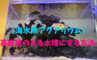 【海水魚アクアリウム】高級感のある水槽にする方法！