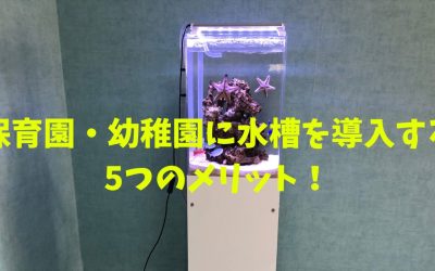 【レンタル】保育園・幼稚園に水槽を導入する5つのメリット！