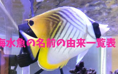 海水魚の名前の由来一覧表！言葉の意味を知る！