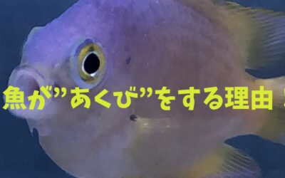 不思議！魚が”あくび”をする理由！