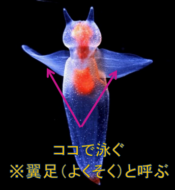 クリオネ8 – マリブ 水槽メンテナンス神奈川【海水専門】 レンタル 