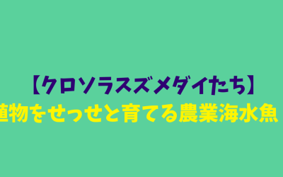 【クロソラスズメダイたち】植物をせっせと育てる農業海水魚！