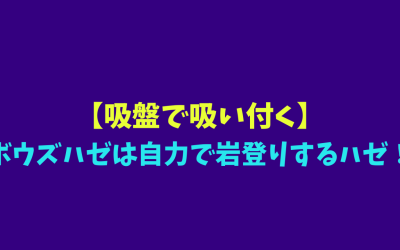 【吸盤で吸い付く】ボウズハゼは自力で岩登りするハゼ！ヨイショ！