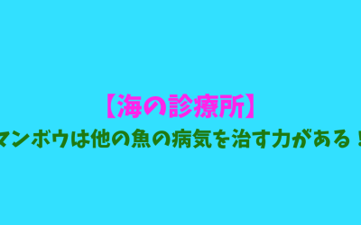 【海の診療所】マンボウは他の魚の病気を治す力がある！