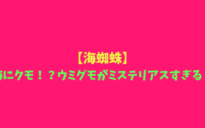 【海蜘蛛】海にクモ！？ウミグモがミステリアスすぎる！