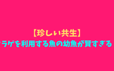 【珍しい共生】クラゲを利用する魚の幼魚が賢すぎる！