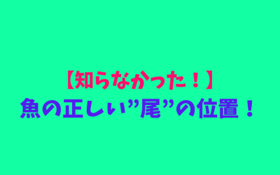 【知らなかった！】魚の正しい”尾”の位置！