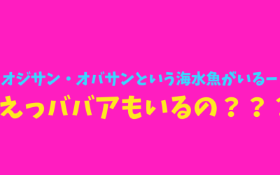 オジサン・オバサンという海水魚がいるー！えっババアもいるの？？？