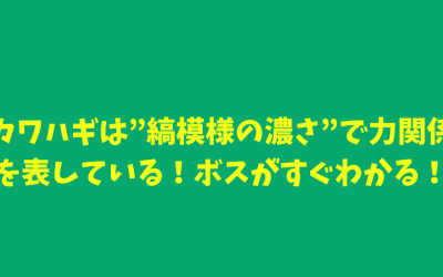 カワハギは”縞模様の濃さ”で力関係を表している！ボスがすぐわかる！