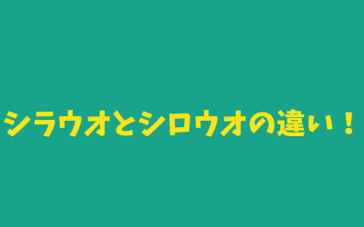 【保存版】シラウオとシロウオの違い！