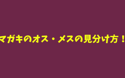 【性別】マガキのオス・メスの見分け方！