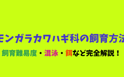 【生態も解説】モンガラカワハギ科の飼育方法！