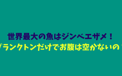 世界最大の魚はジンベエザメ！プランクトンだけでお腹は空かないの？