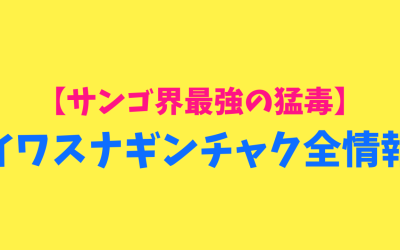 【サンゴ界最強の猛毒】イワスナギンチャク全情報