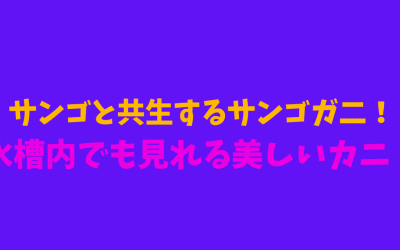 サンゴと共生するサンゴガ二！水槽内でも見れる美しいカニ！