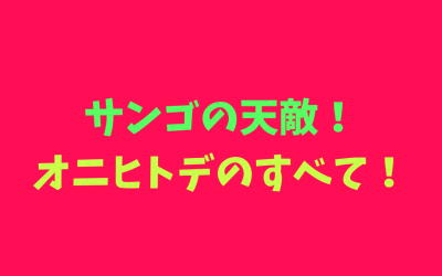 【保存版】サンゴの天敵！オニヒトデのすべて！