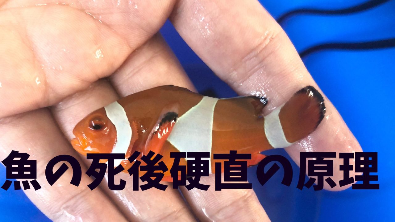 魚の死後硬直の原理 – マリブ 水槽メンテナンス神奈川【海水専門 
