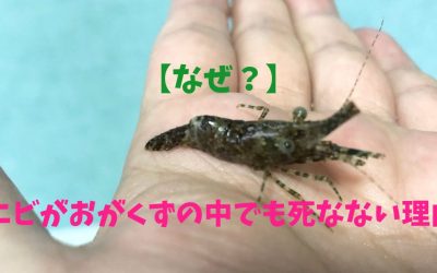 【なぜ？】エビがおがくずの中でも死なない理由