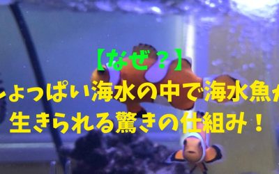 【なぜ？】しょっぱい海水の中で海水魚が生きられる驚きの仕組み！