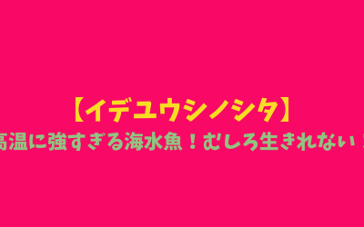 【イデユウシノシタ】高温に強すぎる海水魚！むしろ生きれない！