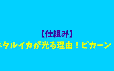 【仕組み】ホタルイカが光る理由！ピカーン！