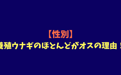 【性別】養殖ウナギのほとんどがオスの理由！