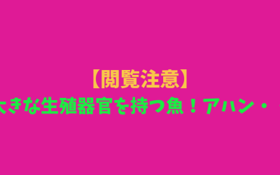 【閲覧注意】大きな生殖器官を持つ魚！アハン・・