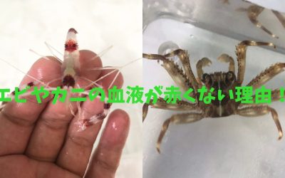 【完全納得】エビやカニの血液が赤くない理由！