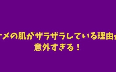 【魚】サメの肌がザラザラしている理由が意外すぎる！