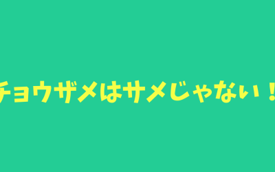 【保存版】チョウザメはサメじゃない！