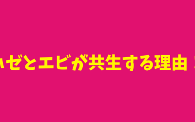 【水槽飼育】ハゼとエビが共生する理由！