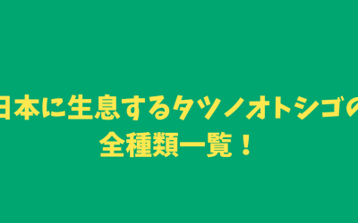 日本に生息するタツノオトシゴの全種類一覧！