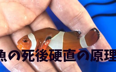 魚の死後硬直の原理