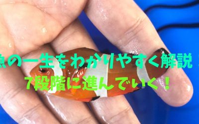 魚の一生をわかりやすく解説！7段階に進んでいく！