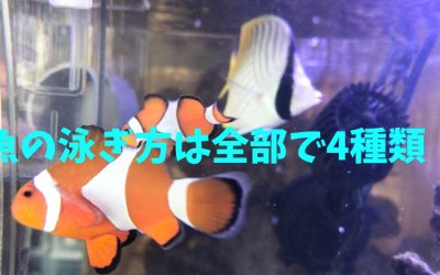 【完全網羅】魚の泳ぎ方は全部で4種類！