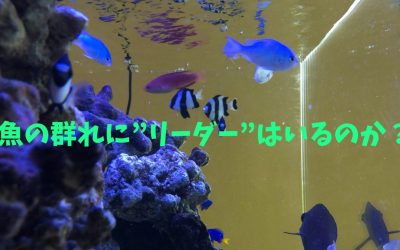 【完全版】魚の群れに”リーダー”はいるのか？