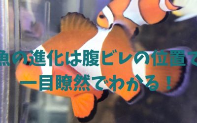 魚の進化は腹ビレの位置で一目瞭然でわかる！