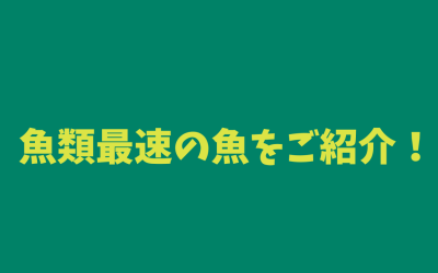 【まとめ】魚類最速の魚をご紹介！