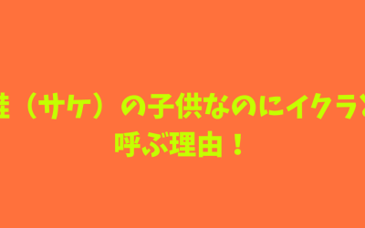 【名前の由来】鮭（サケ）の子供なのにイクラと呼ぶ理由！