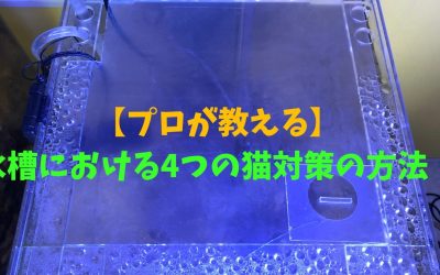 【プロが教える】水槽における4つの猫対策の方法！