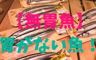 【無胃魚】胃がない魚！