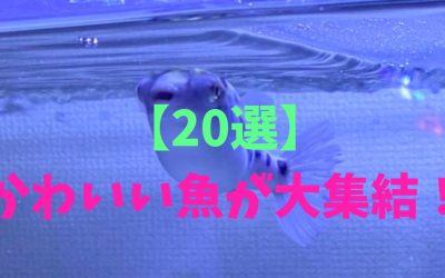 【20選】かわいい魚が大集結！胸キュン確定の画像の連続！