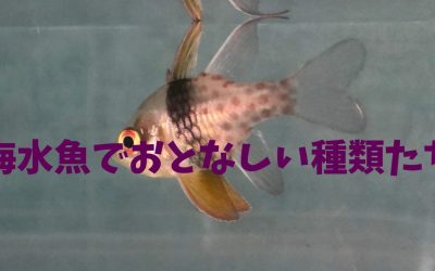 【決定版】海水魚でおとなしい種類BEST5！