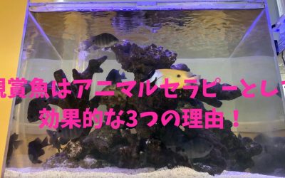 【決定版】観賞魚はアニマルセラピーとして効果的な3つの理由！