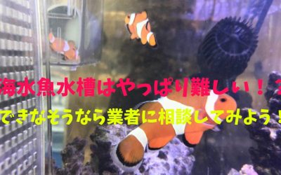 海水魚水槽はやっぱり難しい！？できなそうなら業者に相談してみよう！